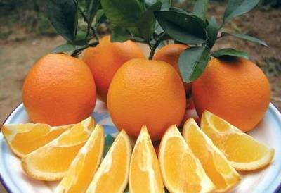 江西國字號農產品品牌，熠熠生輝的農業名片