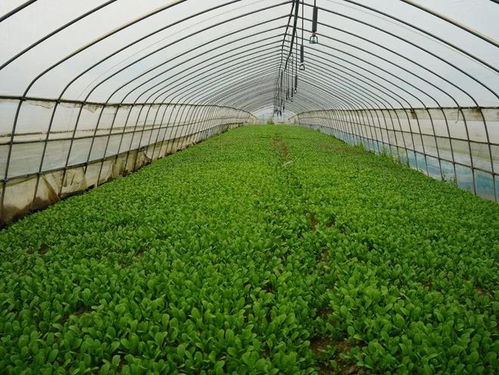 白鶴鎮(zhèn)市級(jí)農(nóng)民專(zhuān)業(yè)合作社示范社增至十家