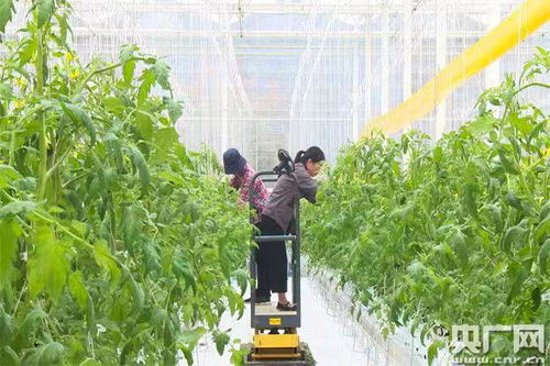 數字魚游進智慧田 浙江德清“魚菜共生”引領現代農業新風尚