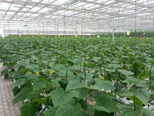 天賦河套，綠色引擎 蔬菜產業引領綠色發展新篇章