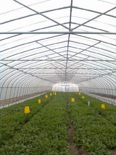 現(xiàn)代設(shè)施農(nóng)業(yè)的基石 從蔬菜大棚到世界工廠網(wǎng)——中國(guó)農(nóng)副產(chǎn)品的科技化之路